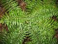 Korean Tassel Fern, Japanese Tassel Fern / Polystichum polyblepharum